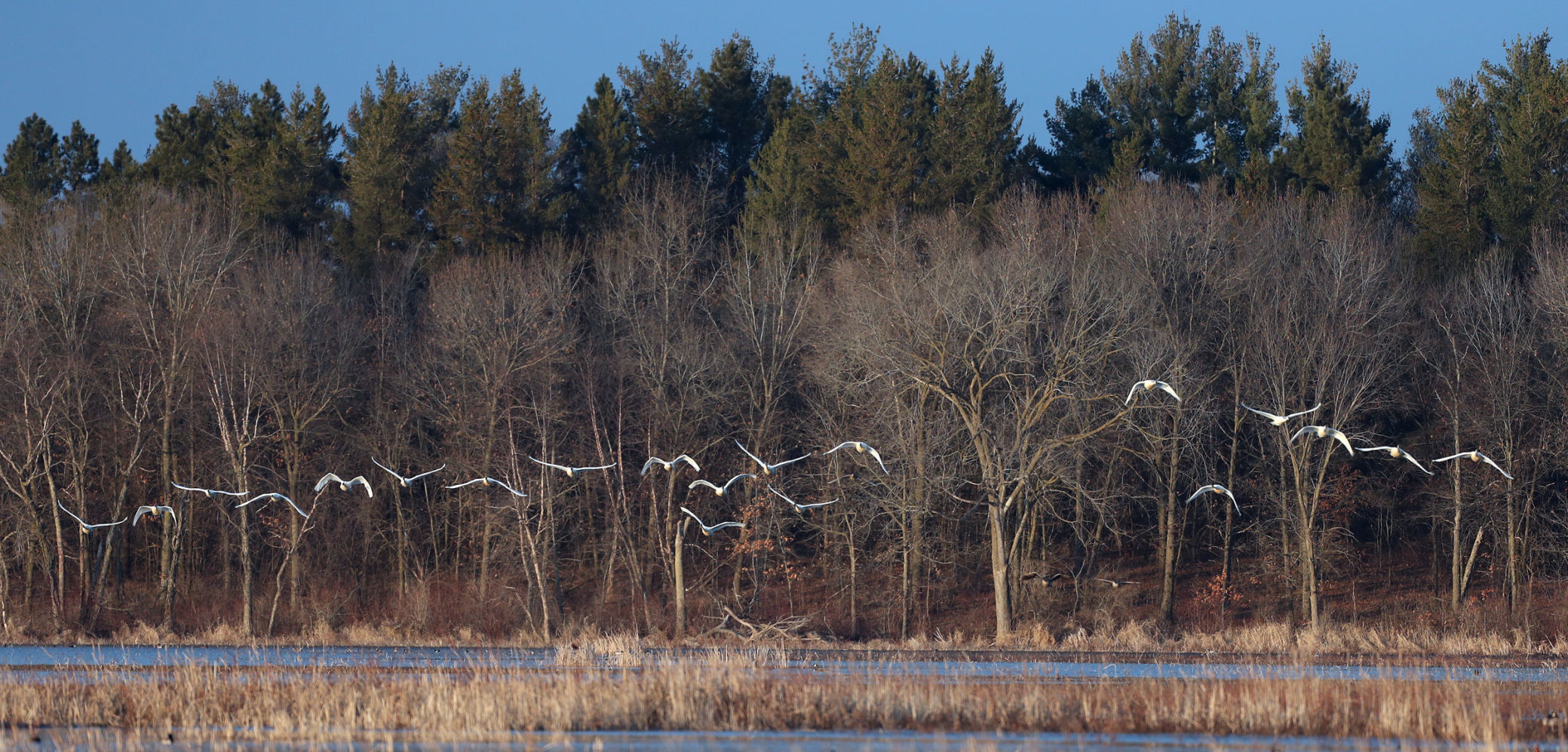 032120bp-wild-art-sweet-marsh-10